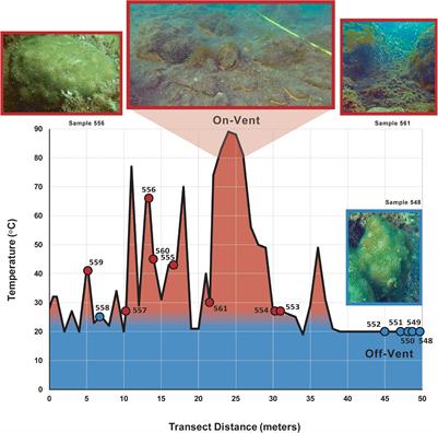 Microbiome of a Reef-Building Coral Displays Signs of Acclimation to a Stressful Shallow Hydrothermal Vent Habitat